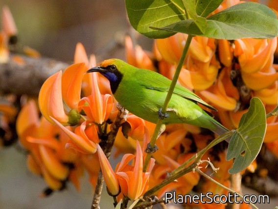 Golden-fronted Leafbird (Chloropsis aurifrons)