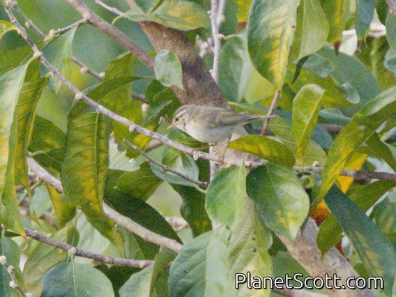Greenish Warbler (Phylloscopus trochiloides)