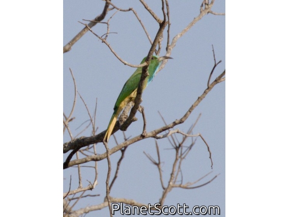 Blue-bearded Bee-eater (Nyctyornis athertoni)