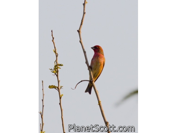 Common Rosefinch (Carpodacus erythrinus)