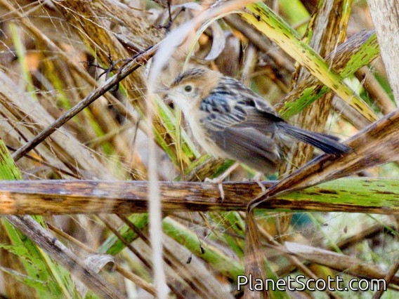 Golden-headed Cisticola (Cisticola exilis)