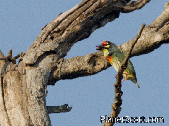 Coppersmith Barbet (Psilopogon haemacephalus)