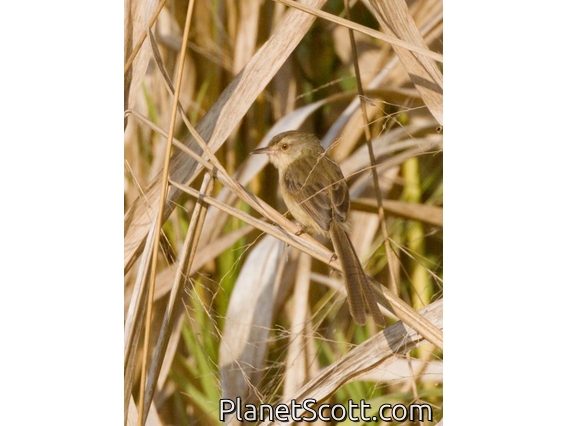Plain Prinia (Prinia inornata)