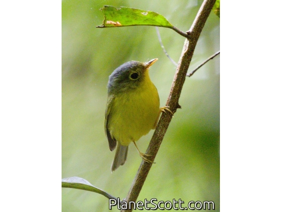 Bianchi's Warbler (Phylloscopus valentini)