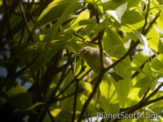 Claudia's Leaf Warbler (Phylloscopus claudiae)