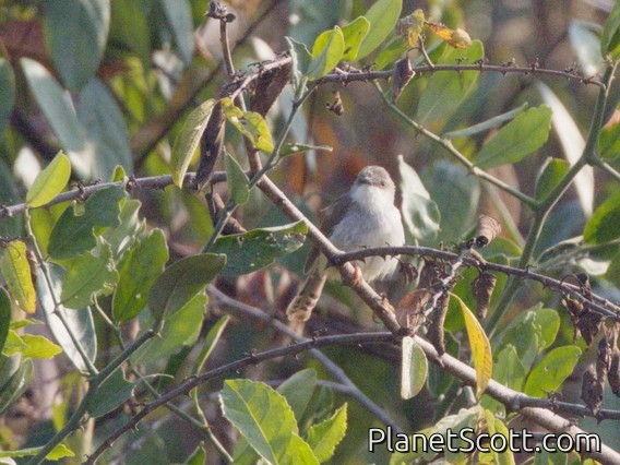 Gray-breasted Prinia (Prinia hodgsonii)
