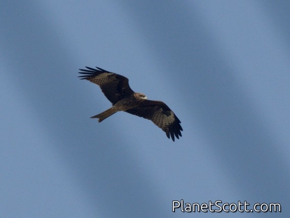 Black Kite (Milvus migrans)