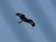 Black Kite (Milvus migrans)