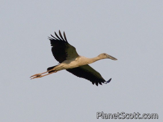 Asian Openbill (Anastomus oscitans)