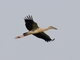 Asian Openbill (Anastomus oscitans)