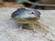 Siberian Blue Robin (Larvivora cyane)