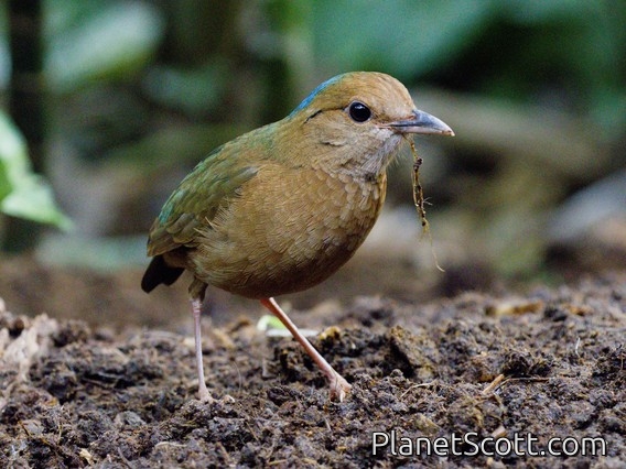 Blue-naped Pitta (Hydrornis nipalensis)
