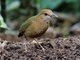 Blue-naped Pitta (Hydrornis nipalensis)