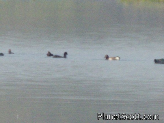 Baer's Pochard (Aythya baeri)