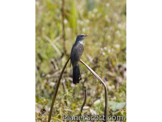 Plaintive Cuckoo (Cacomantis merulinus)