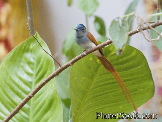 Blyth's Paradise-Flycatcher (Terpsiphone affinis)