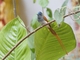 Blyth's Paradise-Flycatcher (Terpsiphone affinis)