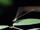 Plain Flashwing (Vestalis gracilis)