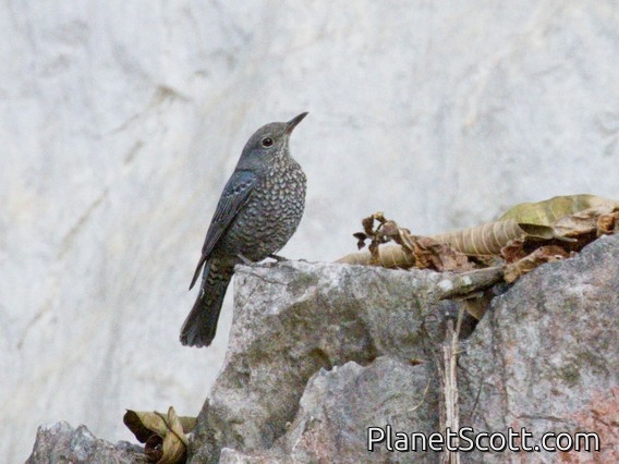 Blue Rock-Thrush (Monticola solitarius) - Female