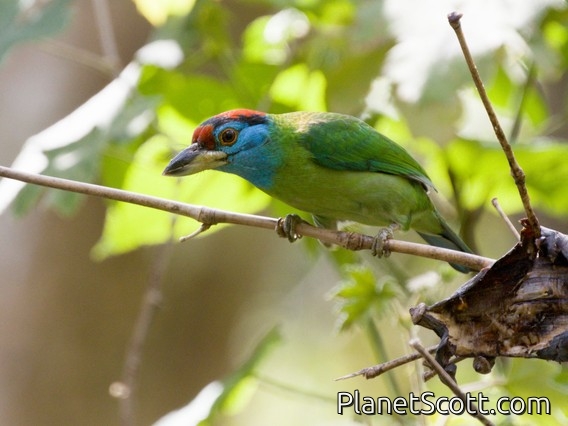 Blue-throated Barbet (Psilopogon asiaticus)
