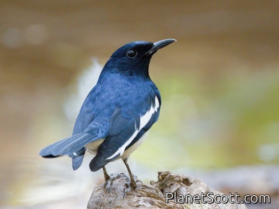 Oriental Magpie-Robin (Copsychus saularis)