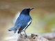 Oriental Magpie-Robin (Copsychus saularis)