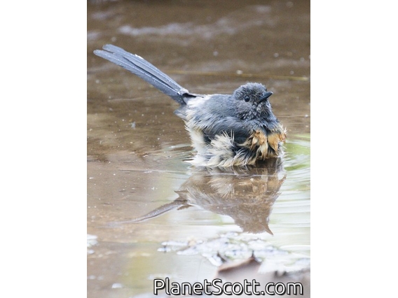 White-rumped Shama (Copsychus malabaricus)