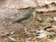 Siberian Blue Robin (Larvivora cyane)