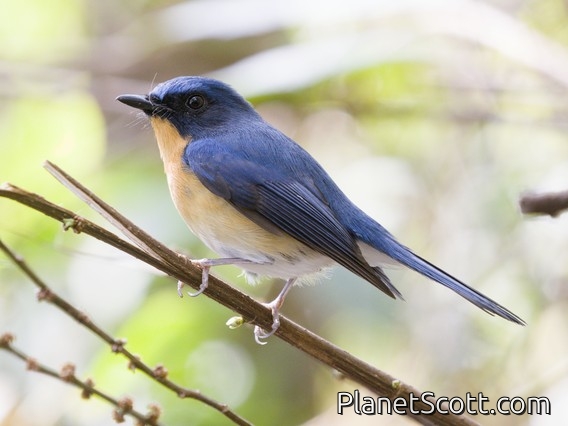Indochinese Blue Flycatcher (Cyornis sumatrensis)