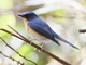 Indochinese Blue Flycatcher (Cyornis sumatrensis)