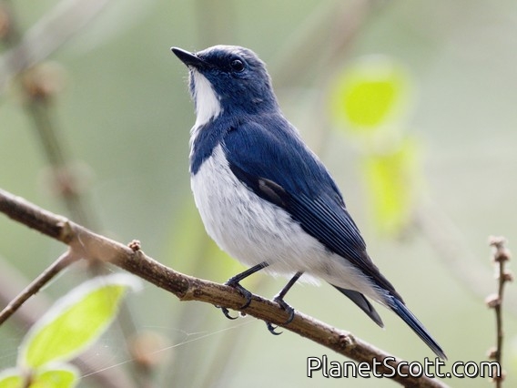 Ultramarine Flycatcher (Ficedula superciliaris)