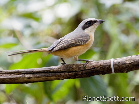 Gray-backed Shrike (Lanius tephronotus)