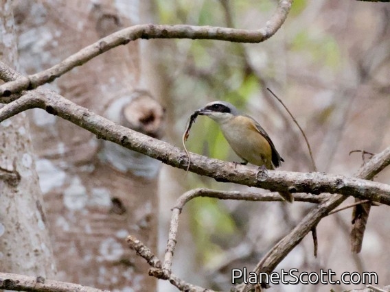 Gray-backed Shrike (Lanius tephronotus)