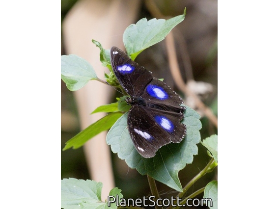 Great Eggfly (Hypolimnas bolina)