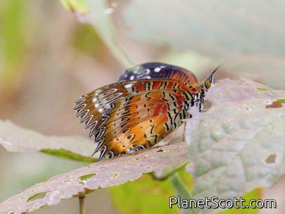 Red Lacewing Butterfly (Cethosia biblis)
