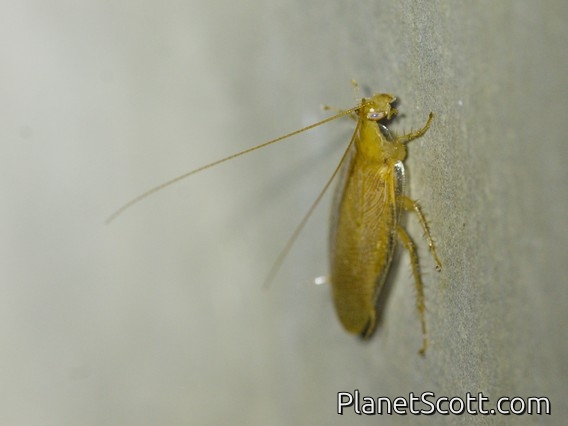 Wood Cockroach (Balta vilis)