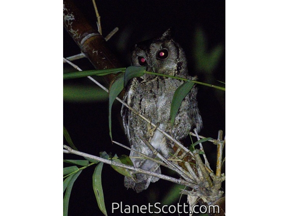 Collared Scops-Owl (Otus lettia)