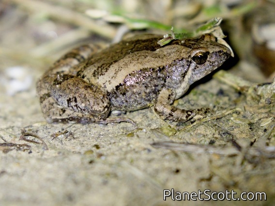 East Asian Ornate Chorus Frog (Microhyla fissipes)