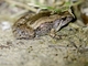East Asian Ornate Chorus Frog (Microhyla fissipes)