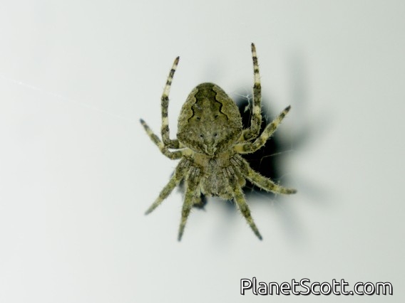 Orbweaver Spider (Araneus ventricosus)