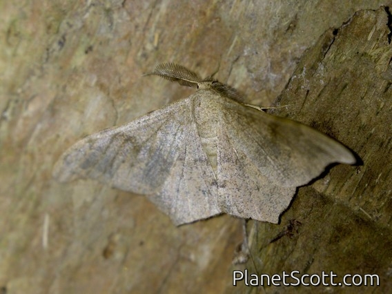 Black Looper (Hyposidra talaca)