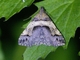 Litter Moth (Bertula abjudicalis)