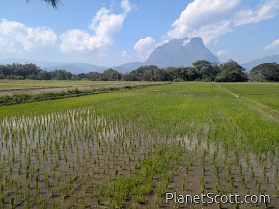 Chiang Dao Rice Paddies