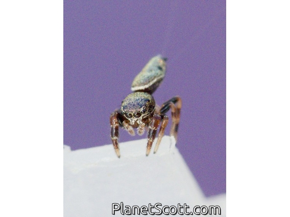 Buttonhook Leafbeetle Jumping Spider (Sassacus vitis)