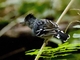 Bolivian Slaty-Antshrike (Thamnophilus sticturus)