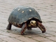 Red-footed Tortoise (Chelonoidis carbonarius)