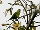 Yellow-chevroned Parakeet (Brotogeris chiriri)