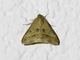 Erebid Moth (Erebidae sp)