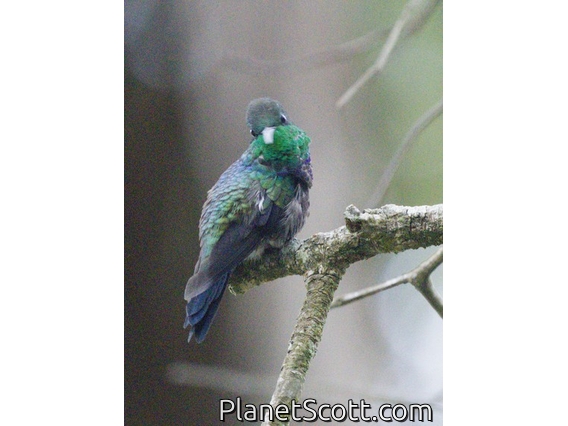 White-vented Violetear (Colibri serrirostris)
