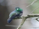 Fork-tailed Woodnymph (Thalurania furcata)